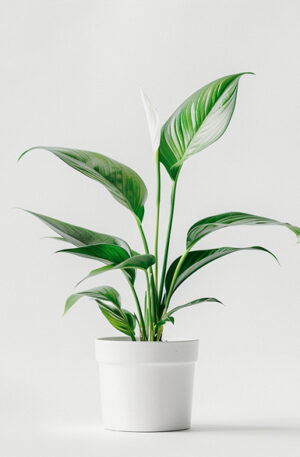 product 06